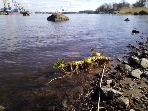 ������� ������